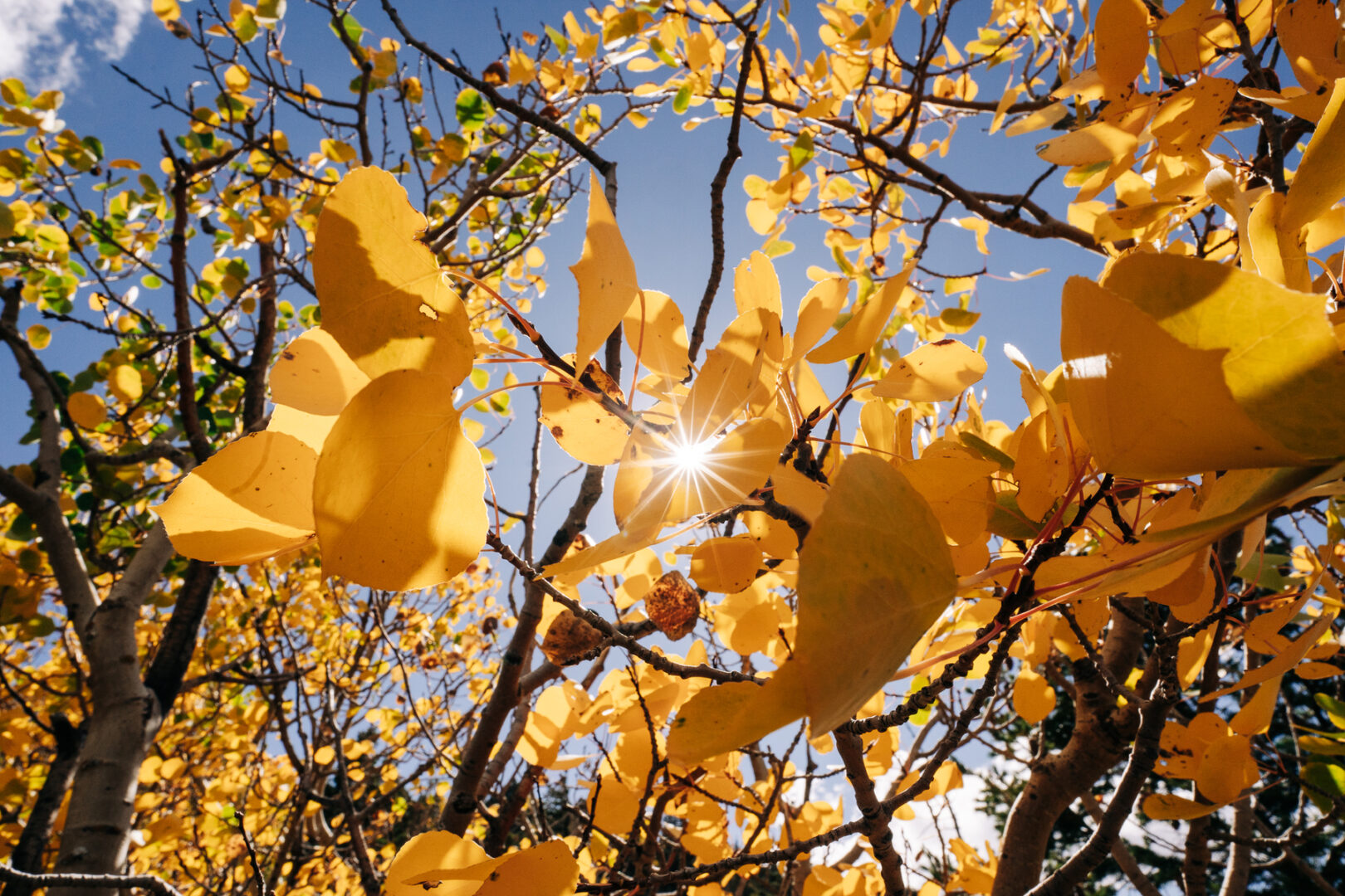 Yellow leaves with the sun shining through