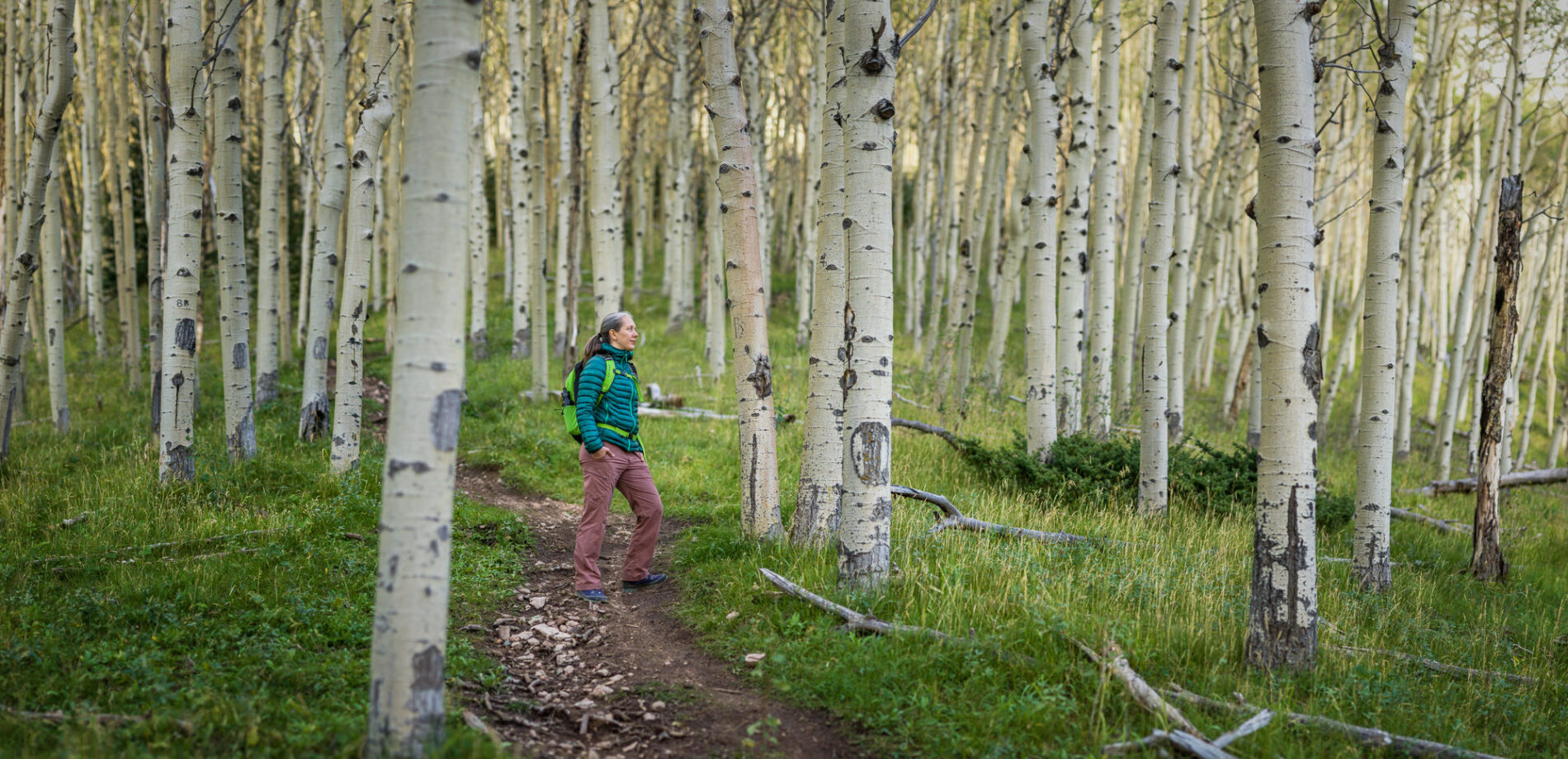 Woman in a blue jack pausing on a trail in the midst of hundreds of white aspen trees
