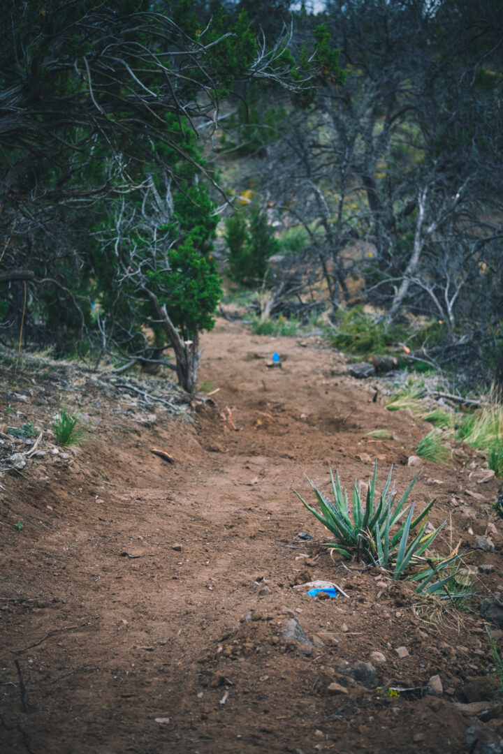A smooth section of freshly built dirt trail in a New Mexico forest