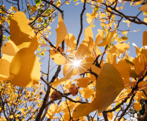 Closeup of yellow leaves with a sunbeam shining through