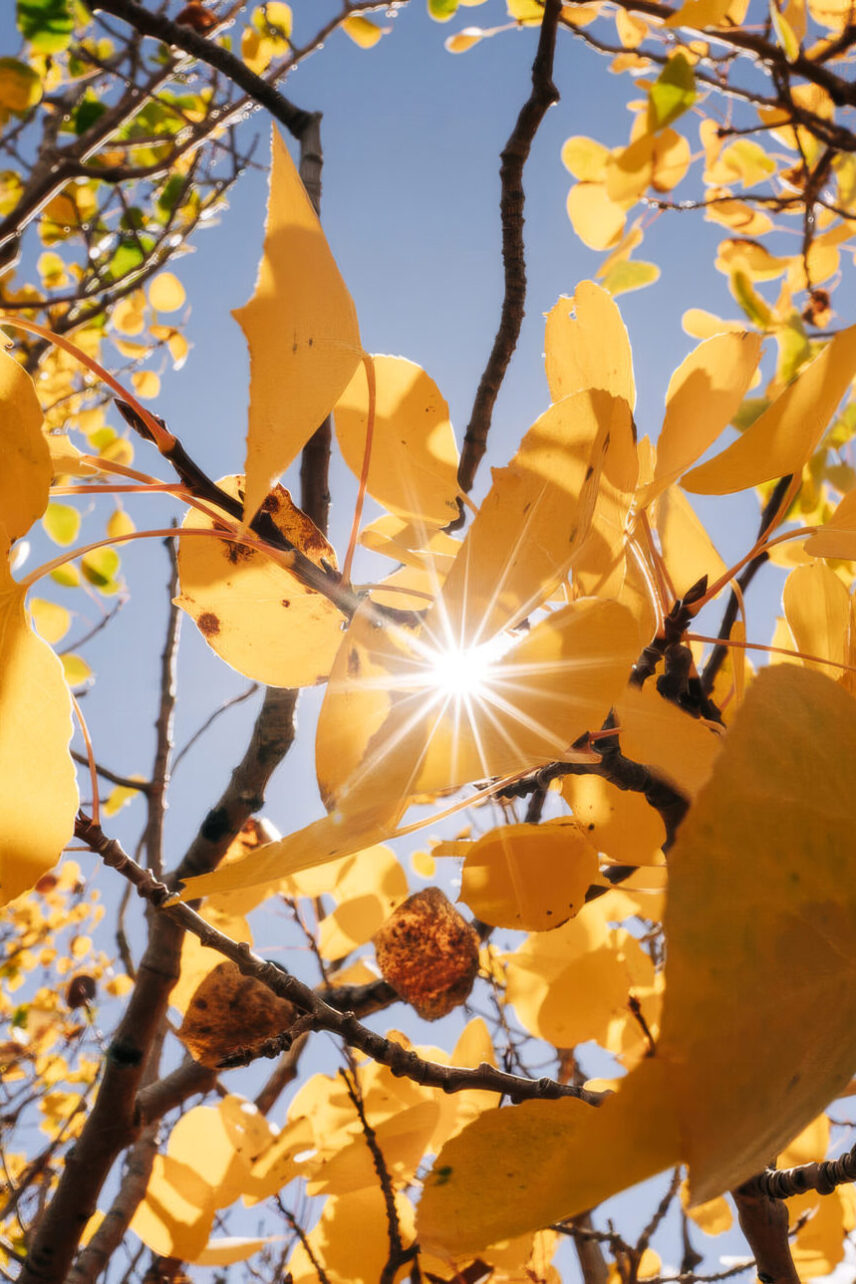 Mobile sized image of 