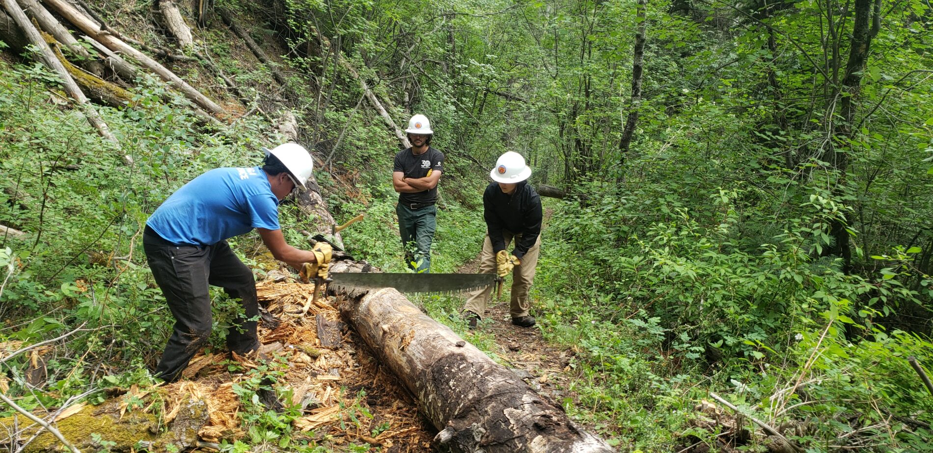Two trail workers sawing a fallen tree to clear a trail in a forest
