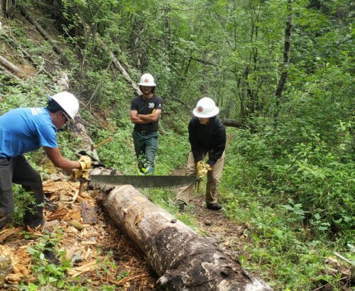 Two trail workers sawing a fallen tree to clear a trail in the forest