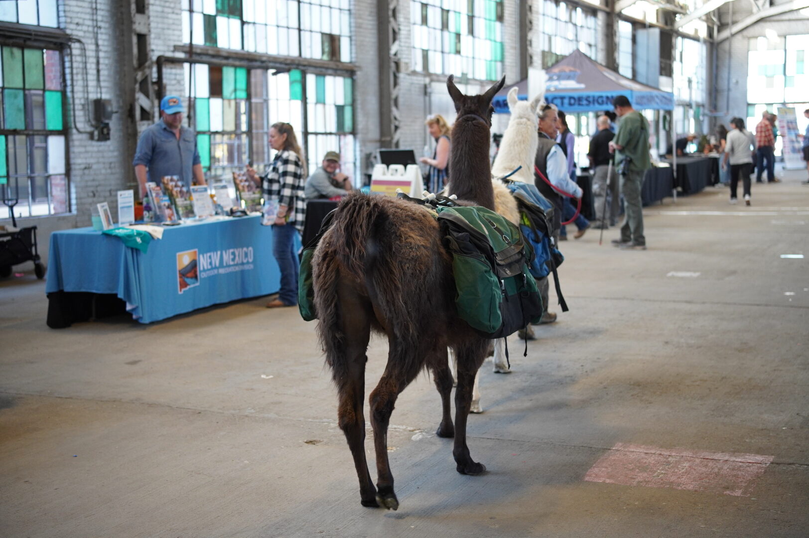 the backside of a brown and white llama being led through an industrial building with outdoor businesses showcasing in booths on either side