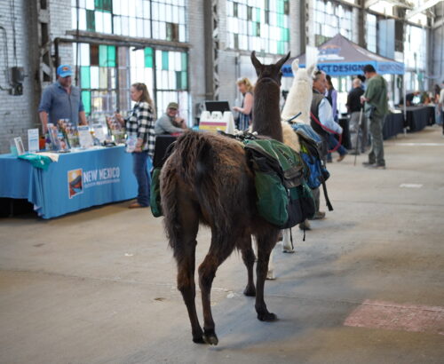the backside of a brown and white llama being led through an industrial building with outdoor businesses showcasing in booths on either side